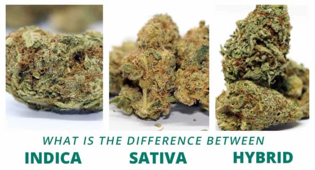 Indica Sativa Hybrid Strains